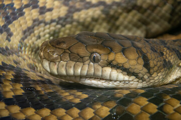 Australian amethystine python (Simalia amethistina), also known as the scrub python or 'sanca permata' locally in Australia