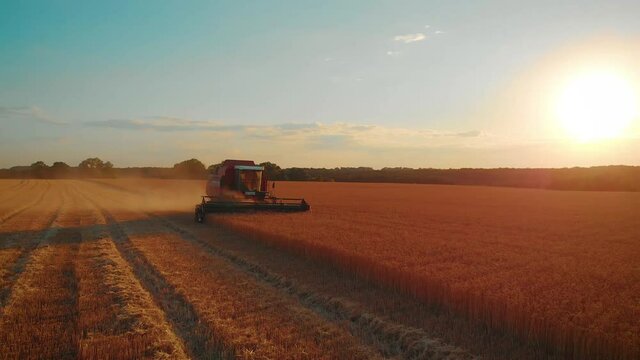 Aerial view harvester working in the field. Combine harvester agricultural machine collecting golden ripe wheat on the field. Harvesting of wheat in summer.