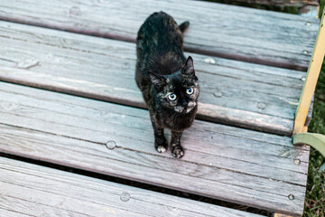 A cat that walks by itself