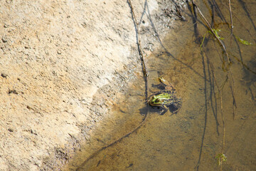 Little frog