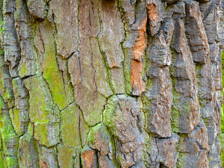 Tree bark texture
