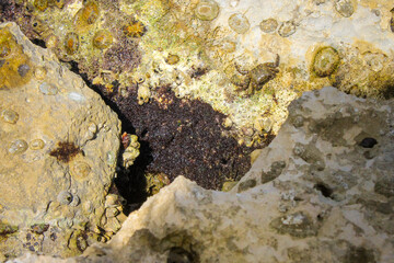 Little crab, sunbathing. Gaeta, Italy