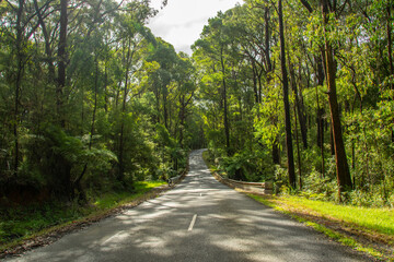 Fototapeta na wymiar An empty two-line road through the eucalyptus forest in Yarra Valley, Victoria, Australia
