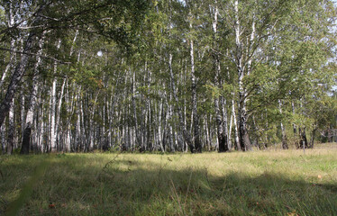 forest of birch trees in Siberia nature in spring