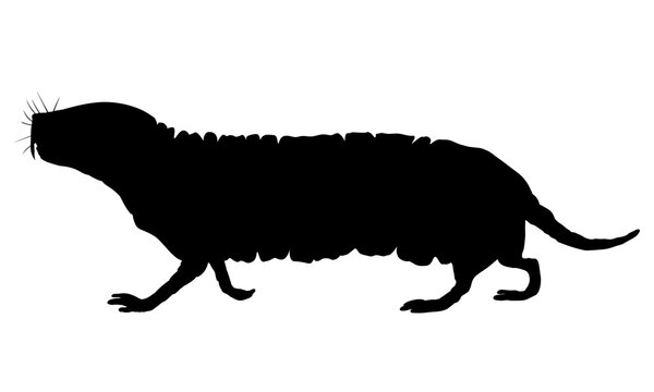 Naked mole rat. Black drawing silhouette image.