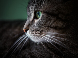 face of a cat with green eyes in profile