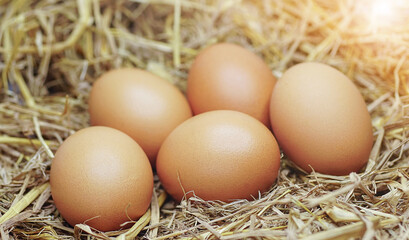 eggs on a haystack.Eggs in a nest.