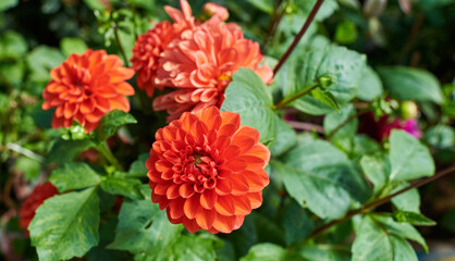 Flowers with petals in various tones of red or pink color. August colorful background. View of multicolor dahlia. Beautiful dahlia on green background. Summer flowers.