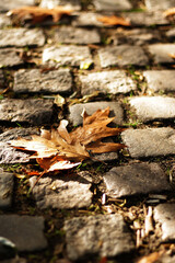 autumn leaves on the ground