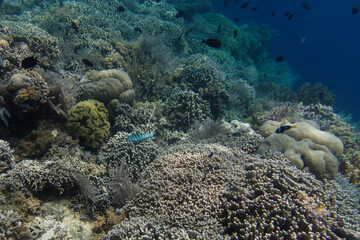 Naklejka na ściany i meble Coral reef scenery at Bunaken Island, Sulawesi, Indonesia