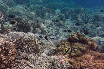 Coral reef scenery at Bunaken Island, Sulawesi, Indonesia