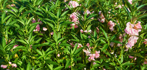 Obraz premium Beautiful flower summer garden. Natural flowers in garden background. Garden flower part. Spring blooming flowers.