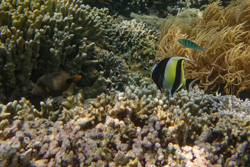 Moorish idol (Zanclus cornutus), Bunaken Island, Sulawesi, Indonesia
