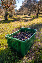 Raccolta stagionale delle olive in Italia 
