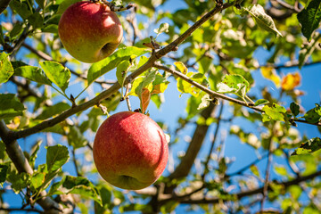 Red apples growing in autumn on a branch with green leaves.