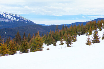 Coltivated fir trees for Christmas