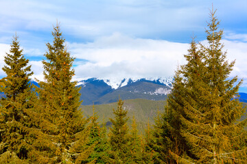 Fir trees in front of snowy mountains . Evergreen trees growing on the downhill