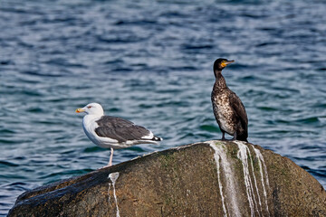 Mantelmöwe ( Larus marinus ) und Kormoran ( Phalacrocorax carbo ).