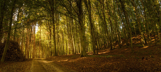 Forest panorama on sunny summer day.