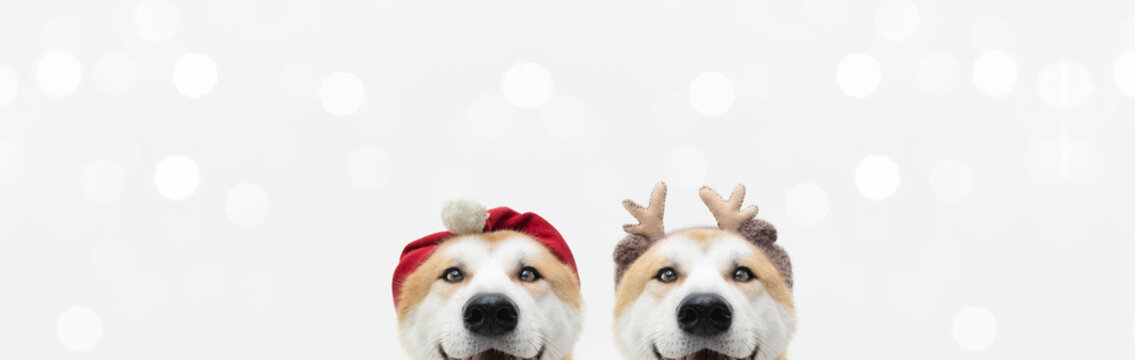 Banner two akita dogs christmas reindeer antlers and santa claus costume. Isolated on white background.