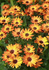 Fleur d'Osteospermum oranges