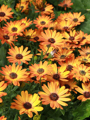 Fleur d'Osteospermum oranges