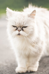 Naklejka na ściany i meble White persian cat with black Tear Stains under eyes.