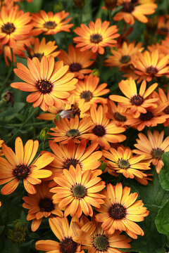 Fleur d'Osteospermum oranges