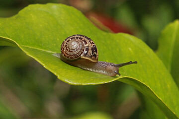 Escargot sur une feuille