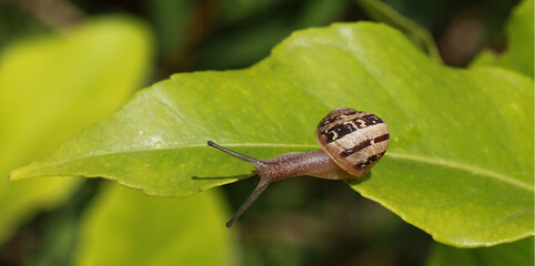 Escargot sur une feuille
