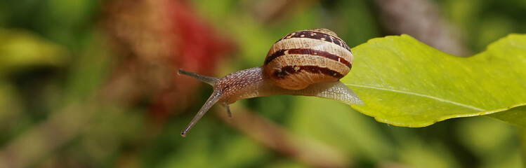 Escargot sur une feuille