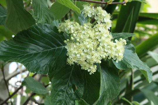 Fleur de Viburnum lantana