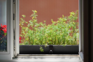 Dill herbs growing in pot on apartment home window