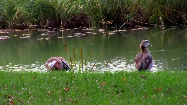 Side view of two egyptian goose in the grass, also called Alopochen aegyptiaca or Nilgans