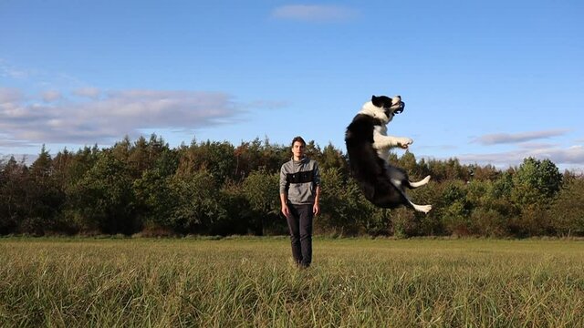 Slow Motion of Border Collie Jump on the Field to Catch a Blue Ball Thrown by Caucasian Young Man. Handsome Man in Hoodie Plays Outside with Black and White Dog.