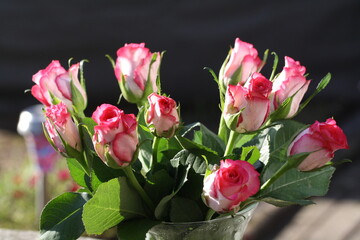 Rosarote Rosen