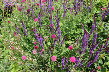 pink and purple flowers in the garden