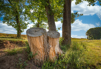 Tree in the forest.