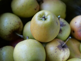Frisch geerntete kleine grüne Äpfel