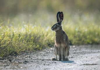 Zając szarak © Sporywildlife