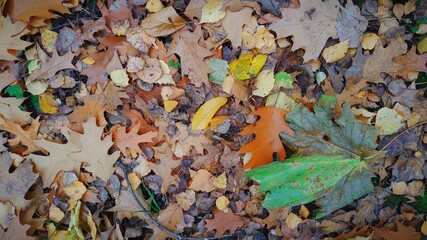 green and yellow