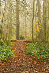 Autumn leaves in Wedmore Woods, Wedmore, Somerset