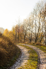 road in autumn forest