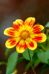 Dahlia 'Pooh Swan Island' an orange yellow flower summer flower tuber plant stock photo image