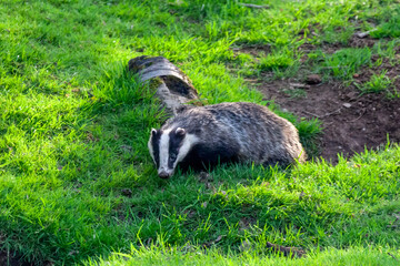 Badger a black and white wild animal feeding in a woodland wildlife forest in the UK, stock photo image