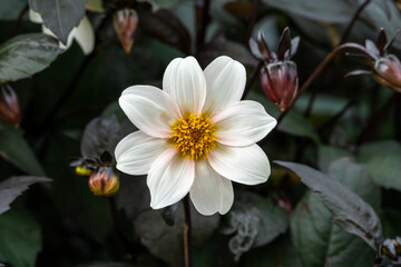 Dahlia 'Bishop of Leicester' a pink white flower summer flower tuber plant stock photo image