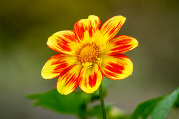 Dahlia 'Pooh Swan Island' an orange yellow flower summer flower tuber plant stock photo image