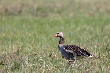Greylag goose (Anser anser) on a meadow in the nature protection area Moenchbruch near Frankfurt, Germany.