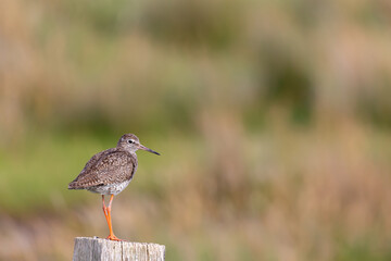 Redshank (Tringa totanus) sitting on a fence post at the salt marshes on the East Frisian island Juist, Germany.