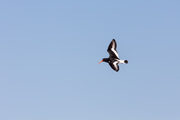 Eurasian oystercatcher (Haematopus ostralegus) in flight over the East Frisian island and wildlife...